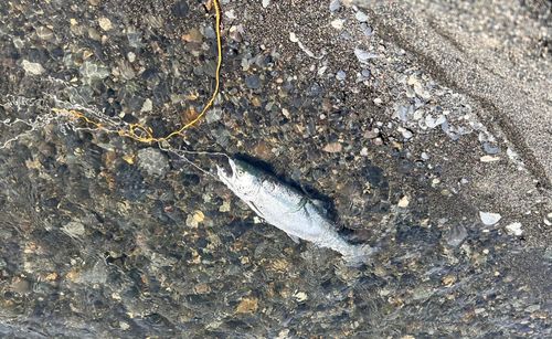 サクラマスの釣果