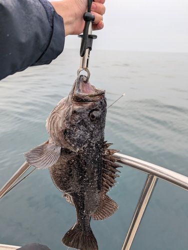 クロソイの釣果