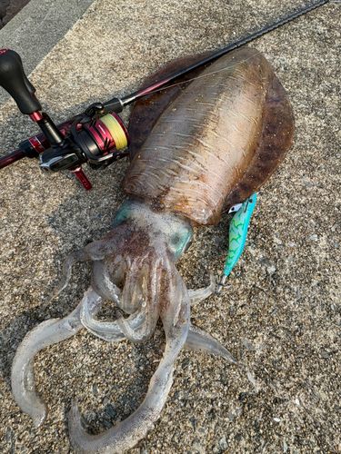 アオリイカの釣果