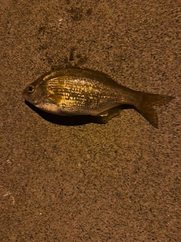ウミタナゴの釣果