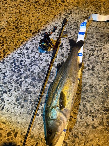 シーバスの釣果