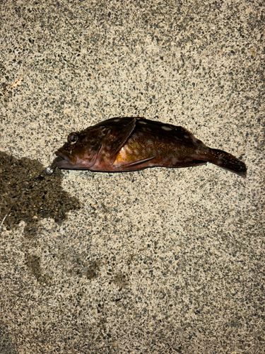 カサゴの釣果
