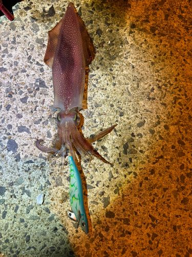 ケンサキイカの釣果