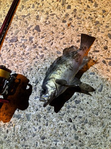 アオメバルの釣果