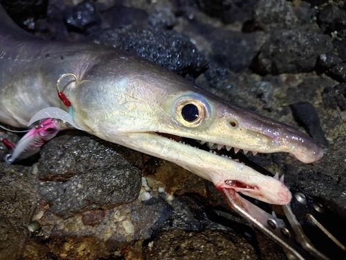 ハモの釣果