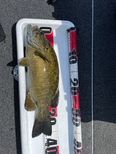 スモールマウスバスの釣果