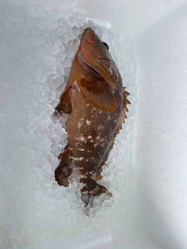 アコウの釣果
