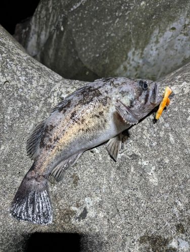 クロソイの釣果