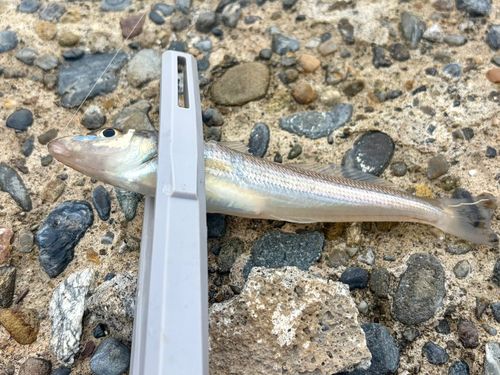 シロギスの釣果