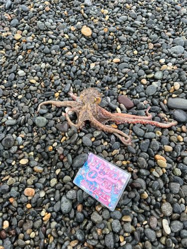 タコの釣果