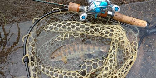 アマゴの釣果