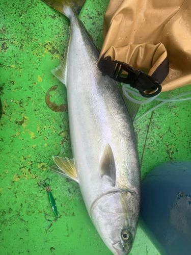 ワラサの釣果