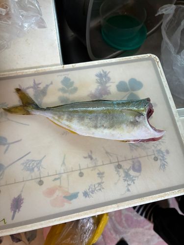 ワカシの釣果