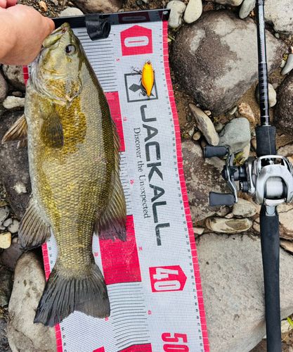 スモールマウスバスの釣果