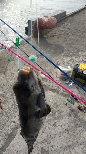 フグの釣果