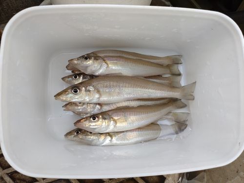 キスの釣果