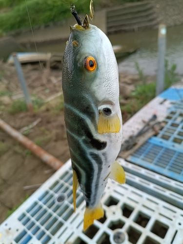 シマフグの釣果