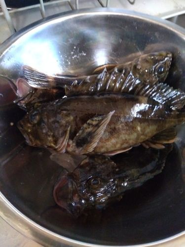 ガシラの釣果