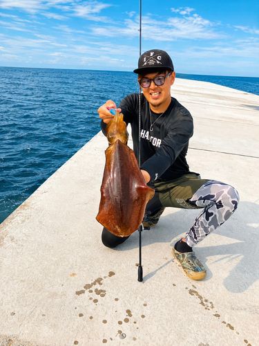ヒラスズキの釣果