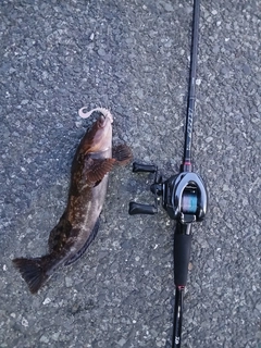 アイナメの釣果