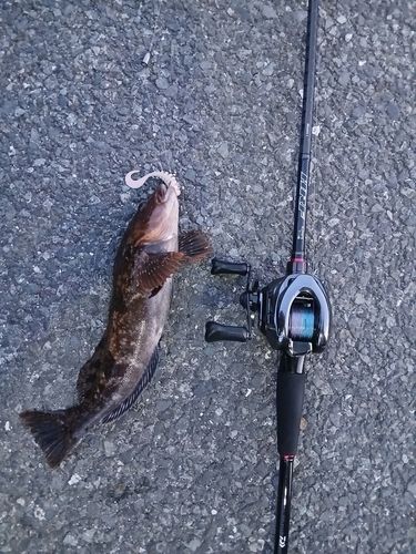 アイナメの釣果