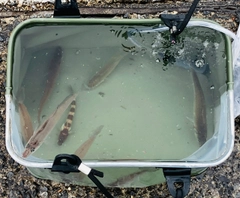 シロギスの釣果