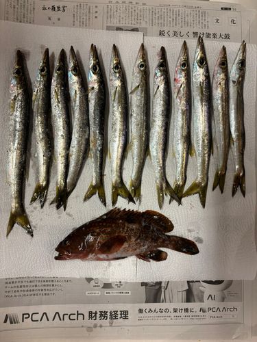 カマスの釣果