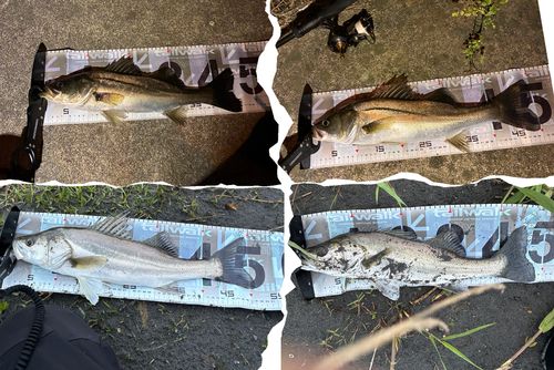 シーバスの釣果