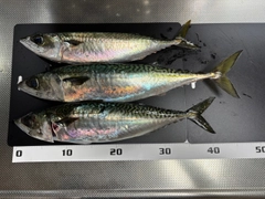 サバの釣果
