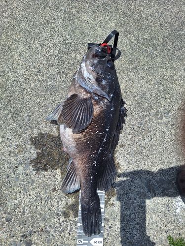 クロソイの釣果