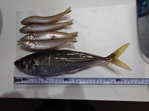 キスの釣果