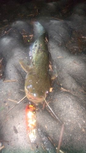 ニホンナマズの釣果