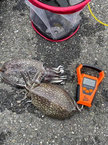 シリヤケイカの釣果