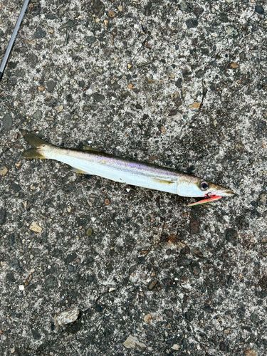 カマスの釣果