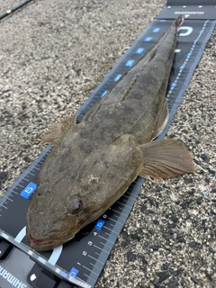 マゴチの釣果