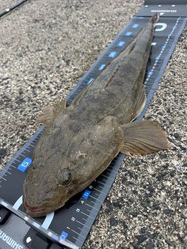 マゴチの釣果