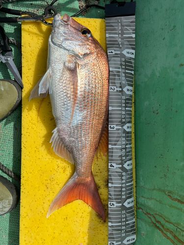 タイの釣果
