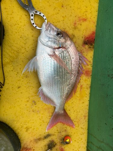 タイの釣果