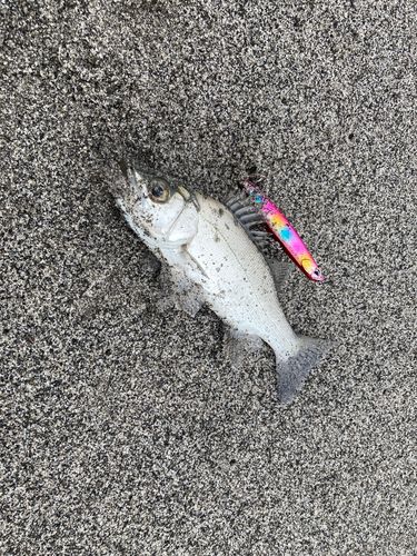 スズキの釣果