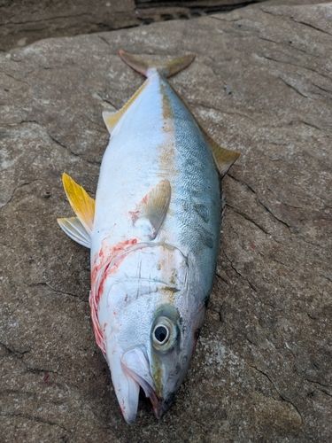 ヒラマサの釣果
