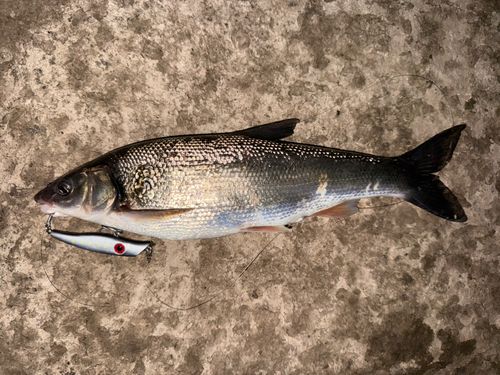 ウグイの釣果