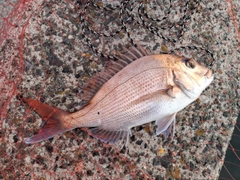マダイの釣果