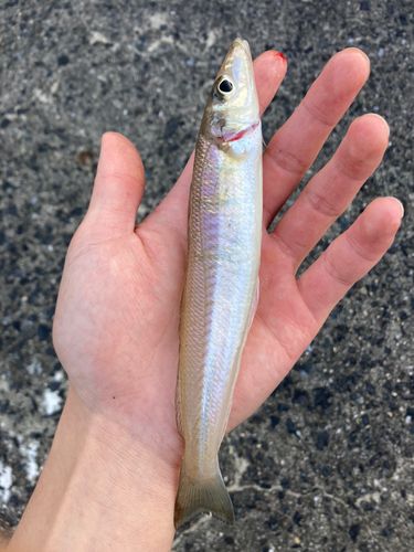 キスの釣果