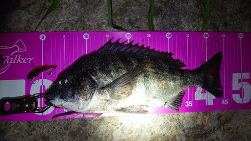 クロダイの釣果