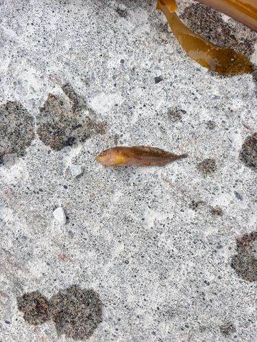 タラの釣果