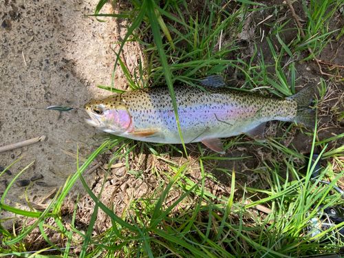 ニジマスの釣果