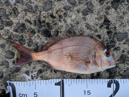 チャリコの釣果