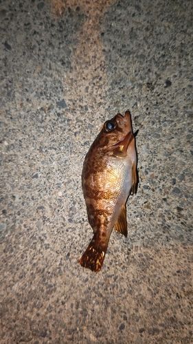 ソイの釣果