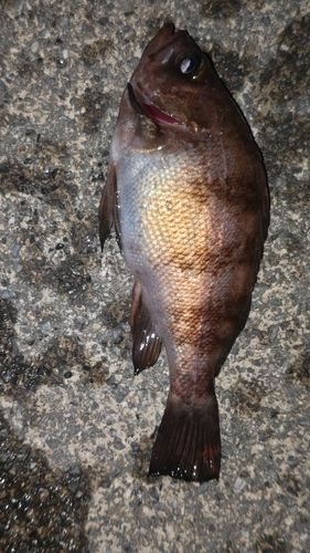 メバルの釣果