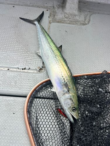サゴシの釣果
